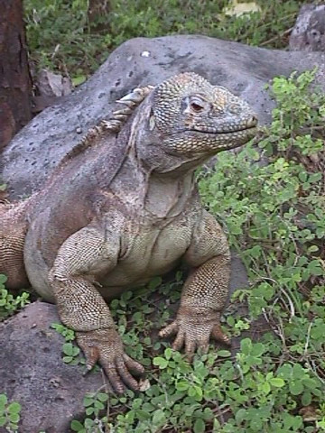 Land Iguana